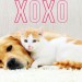 Thumbnail for Valentine's Day Safety Tips for Your Pets
