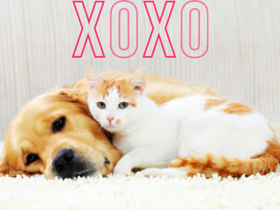 image for Valentine's Day Safety Tips for Your Pets